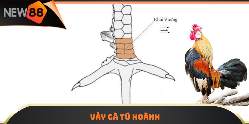 Vảy gà Tứ Hoành